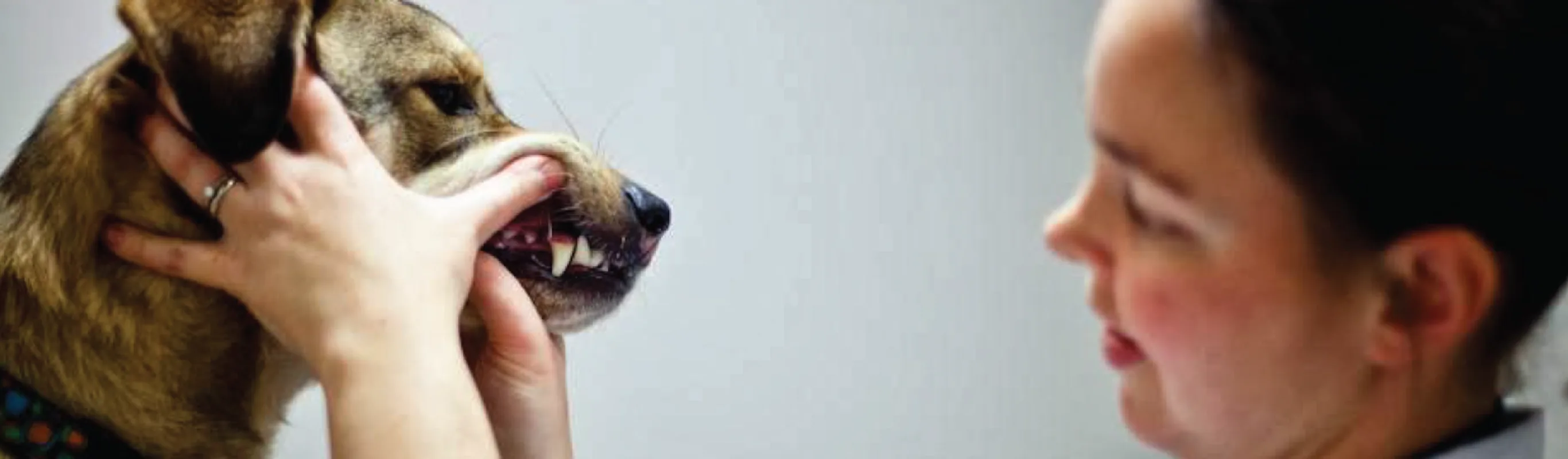 Dog getting teeth checked up Dog getting teeth checked up