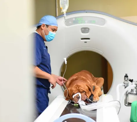 CT Scan at Animal Medical Clinic Hattiesburg