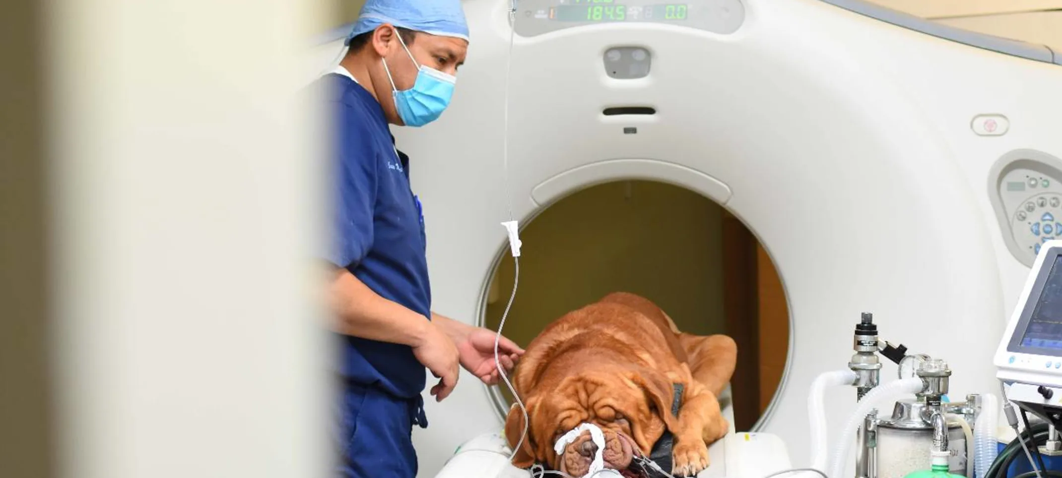 CT Scan at Animal Medical Clinic Hattiesburg