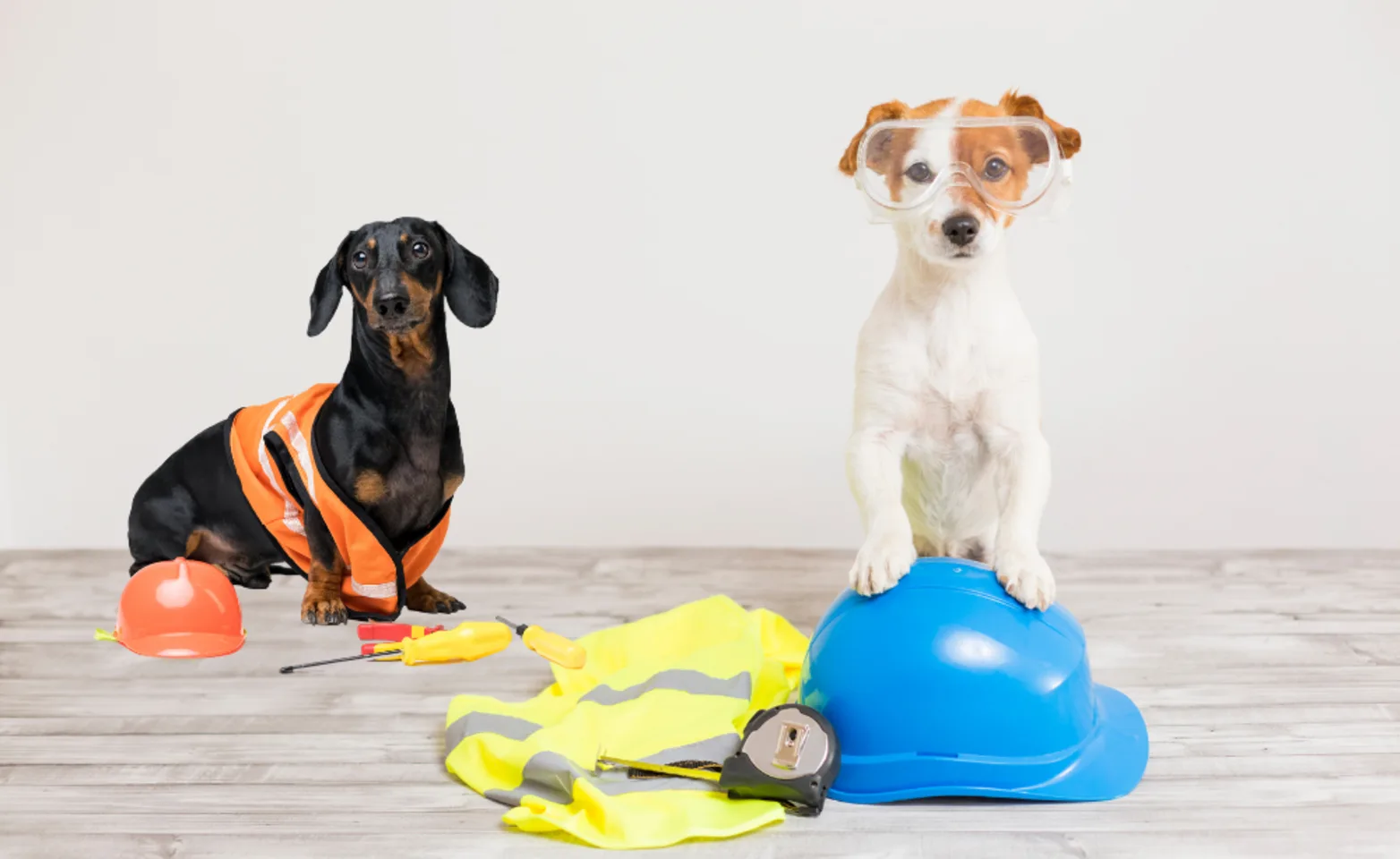 Two Dogs Standing Next to Construction Gear Two Dogs Standing Next to Construction Gear