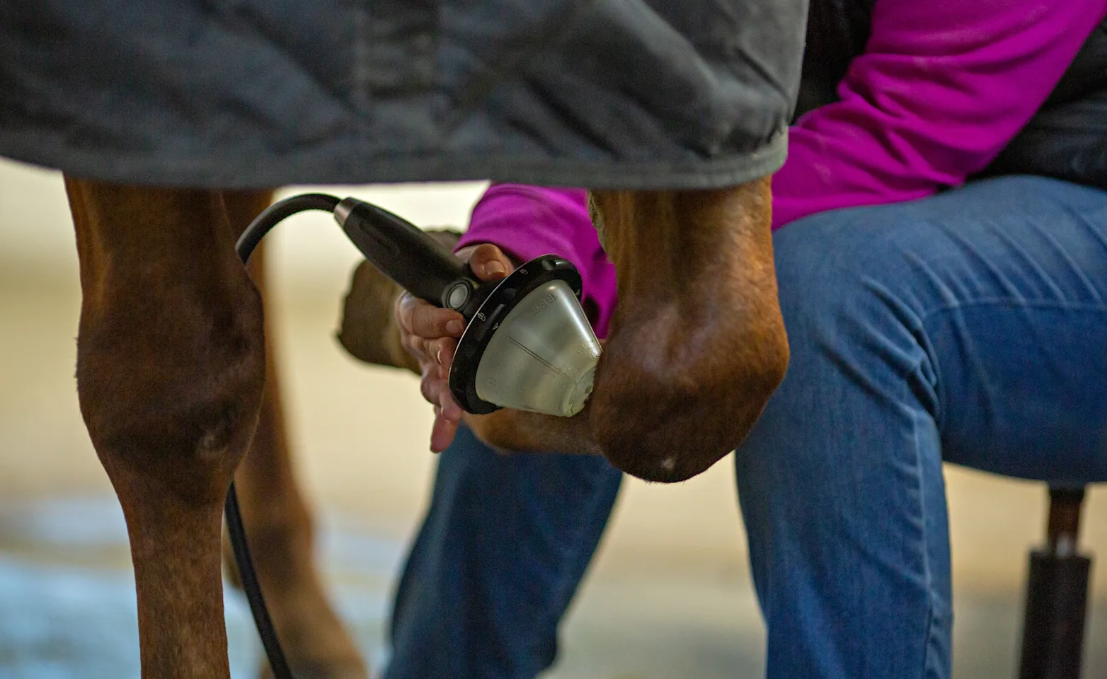 Vet performing shockwave therapy on a horse Vet performing shockwave therapy on a horse