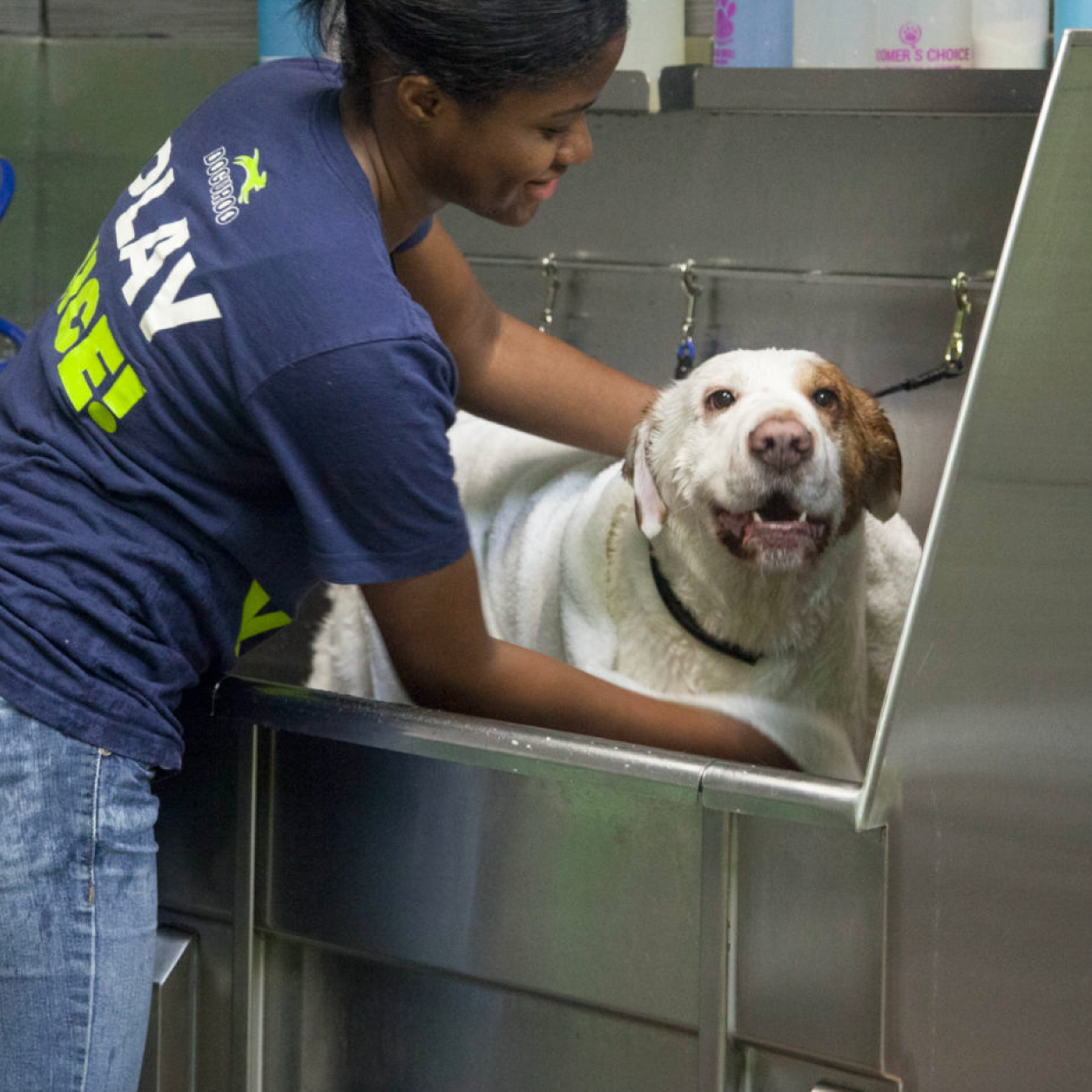 Grooming Doguroo