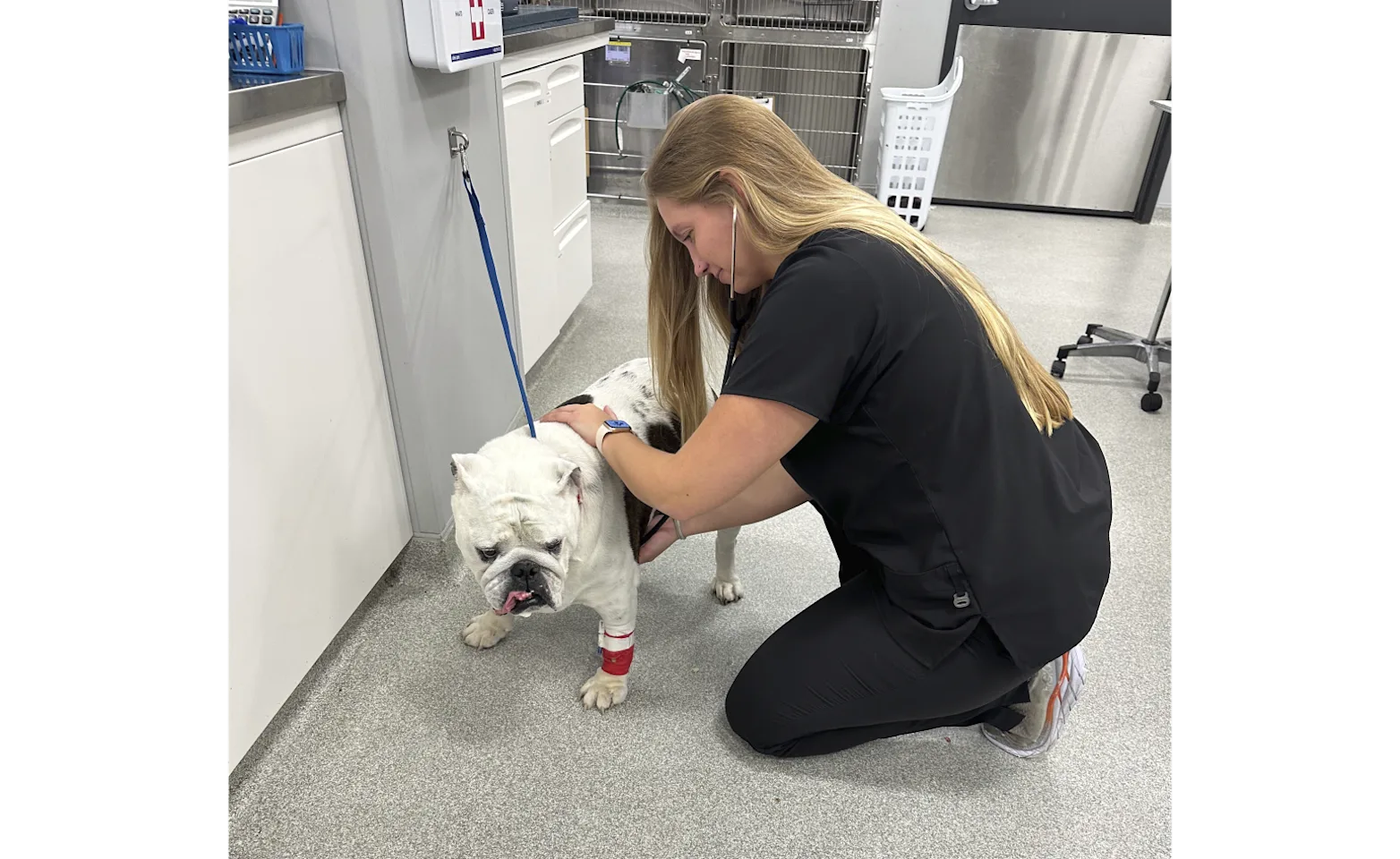Staff member examining a dog Staff member examining a dog
