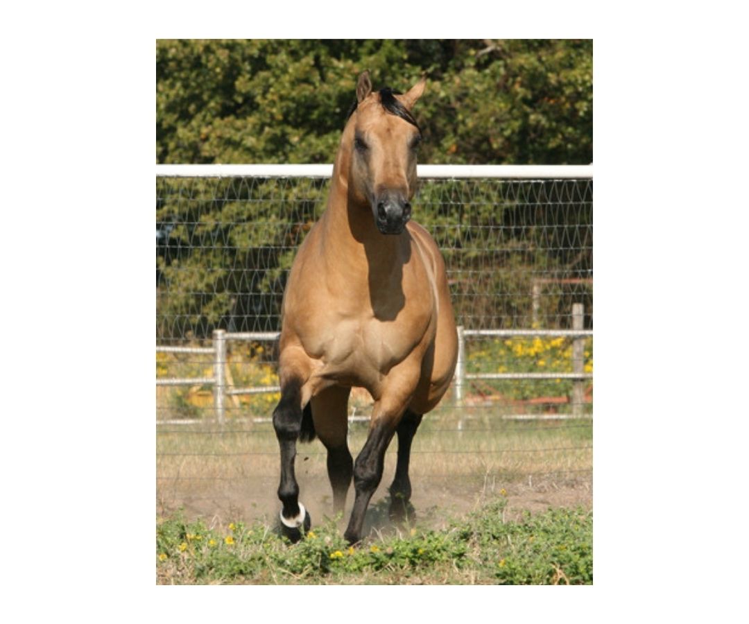 Veterinarian with newborn foal