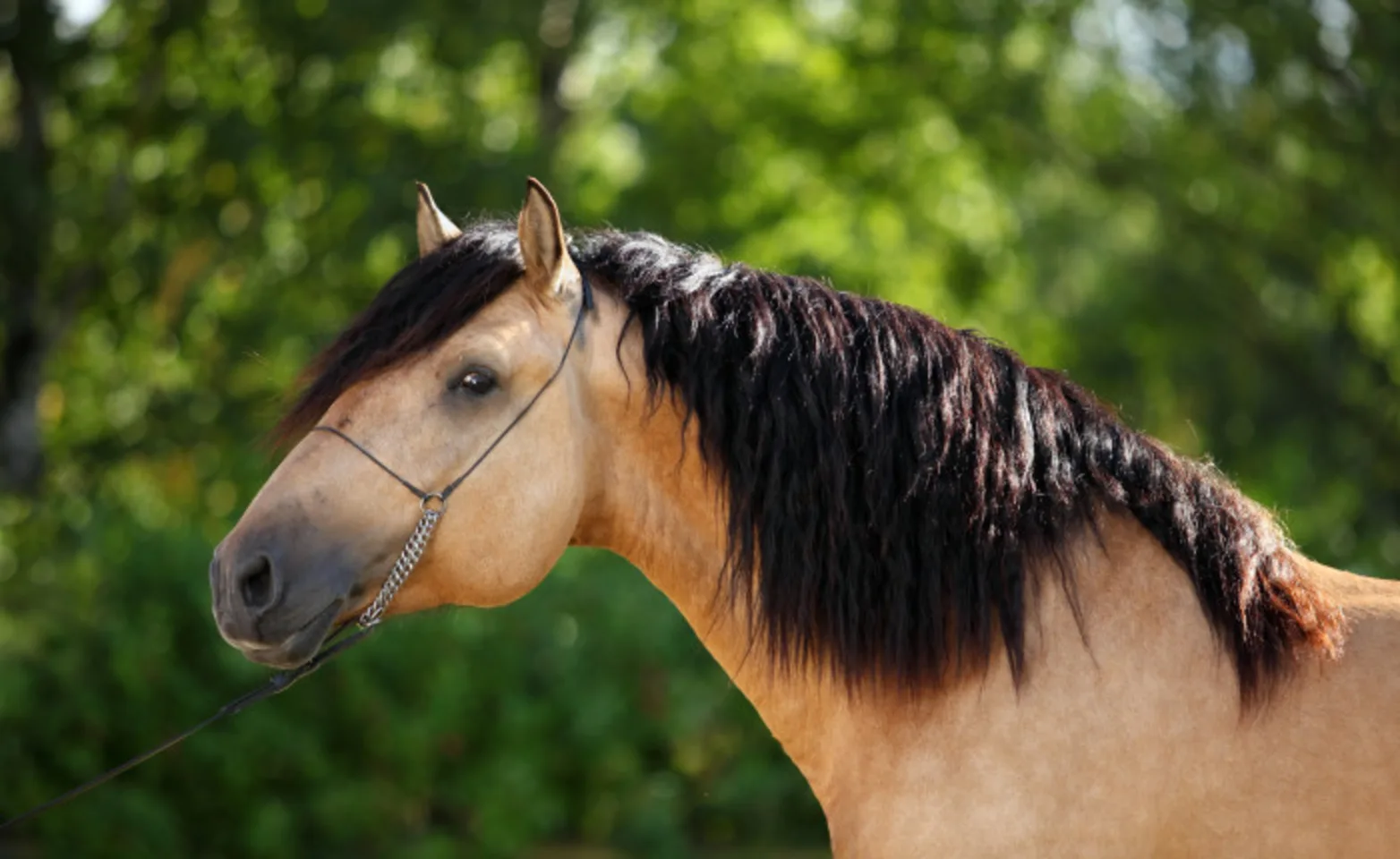 Veterinarian with newborn foal Veterinarian with newborn foal