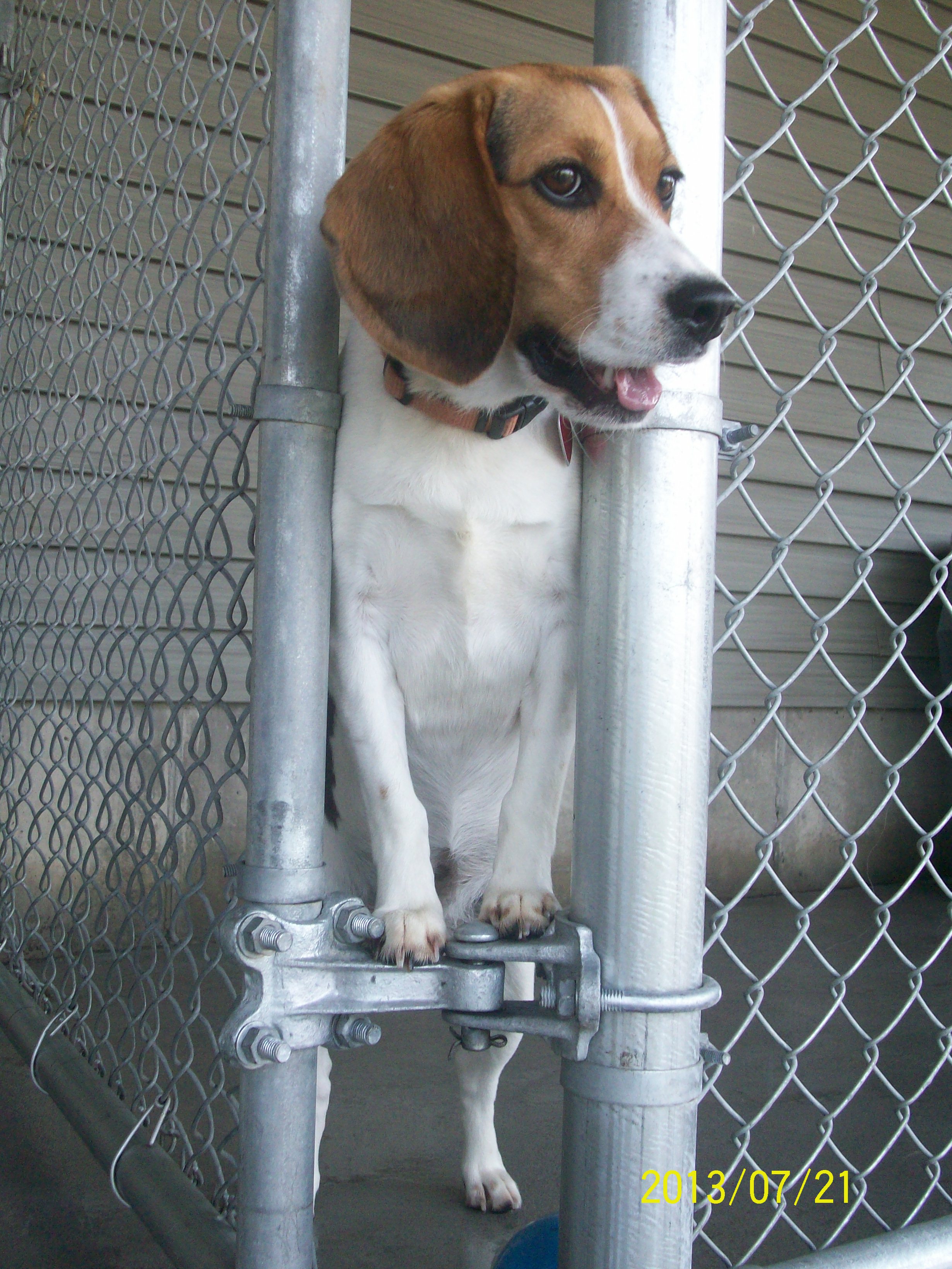 Waterville Veterinary Clinic Dog on Fence