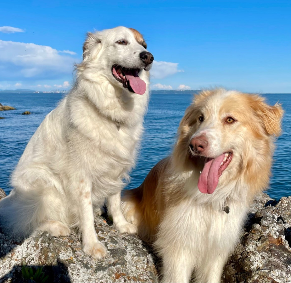 A photo of two dogs named Fischer and Burkie standing at the edge of a lake