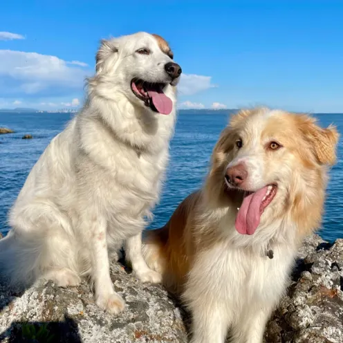 A photo of two dogs named Fischer and Burkie standing at the edge of a lake