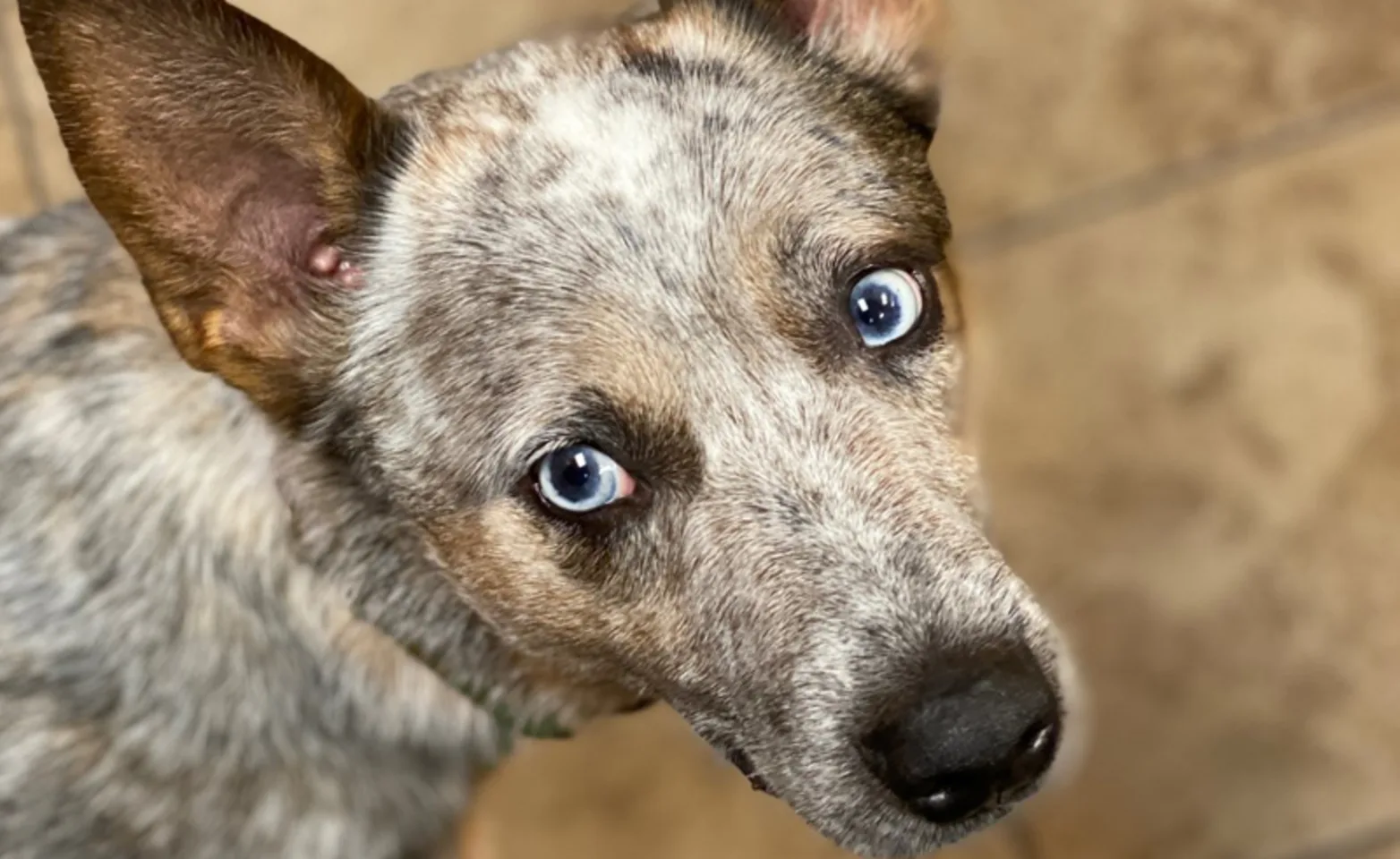Dog staring at the camera Dog staring at the camera