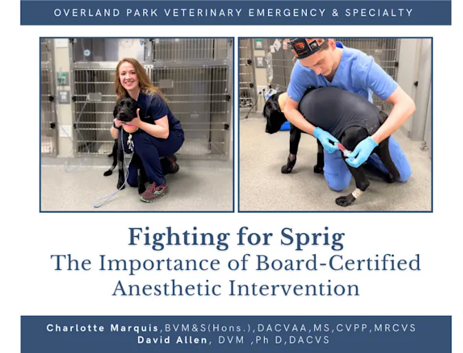 Fighting for Sprig: The Importance of Board-Certified Anesthetic Intervention Fighting for Sprig: The Importance of Board-Certified Anesthetic Intervention