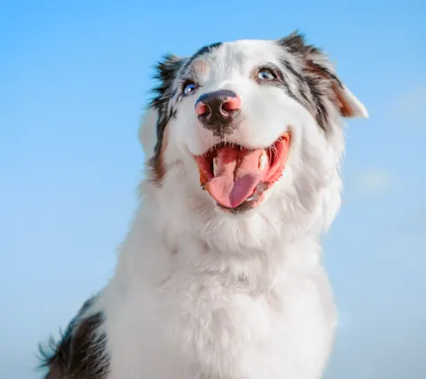 Dog with its tongue out Dog with its tongue out
