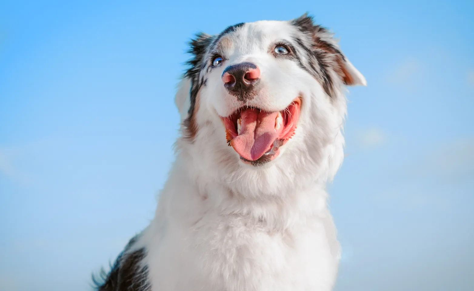Dog with its tongue out Dog with its tongue out