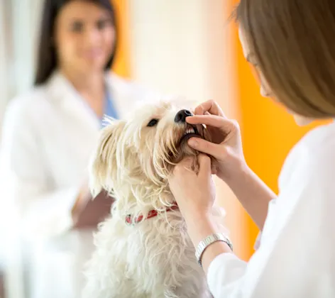 Dog getting teeth examined 