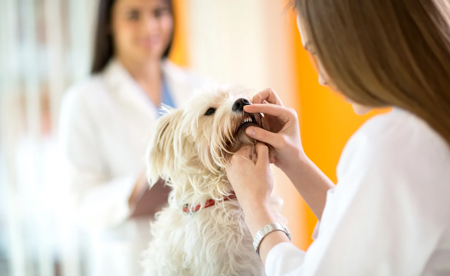 Dog getting teeth examined 