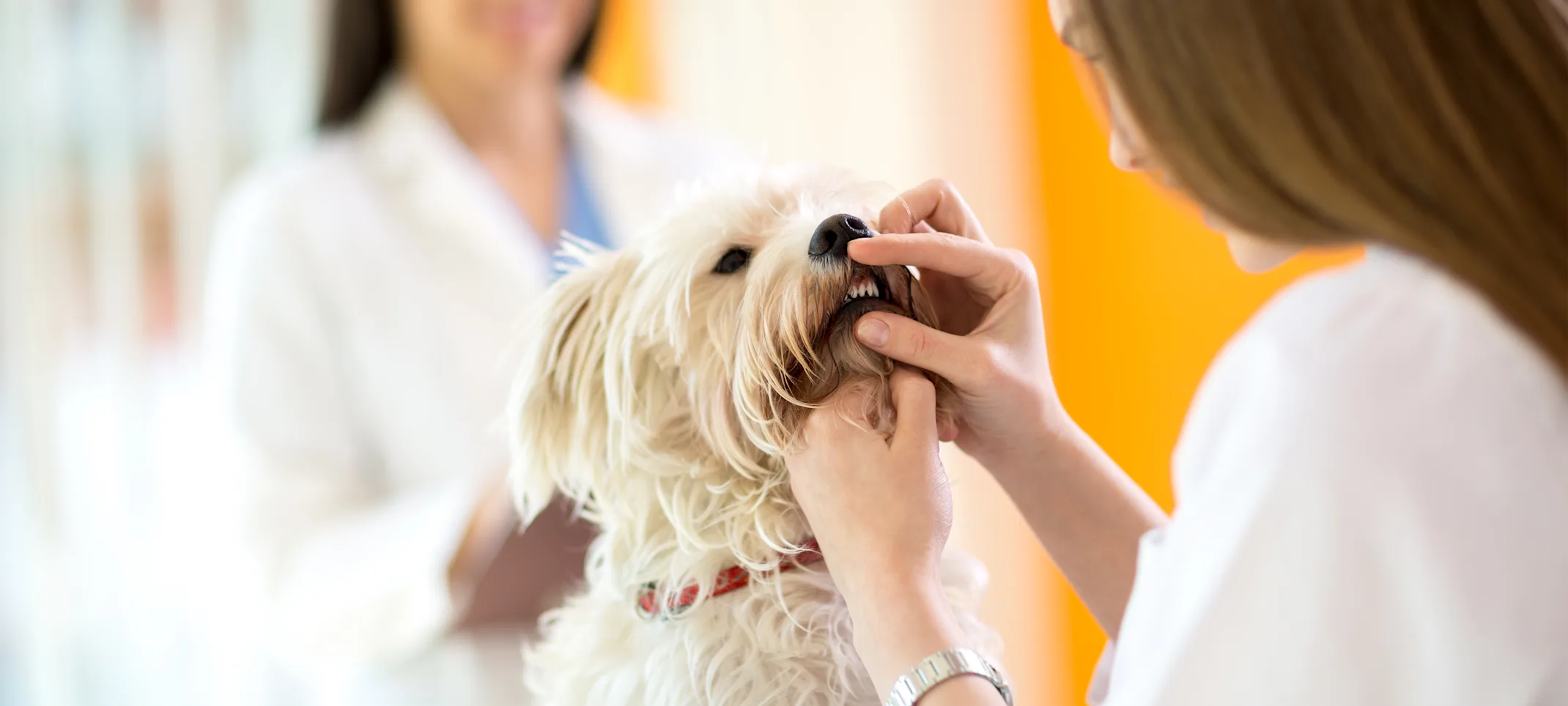 Dog getting teeth examined 