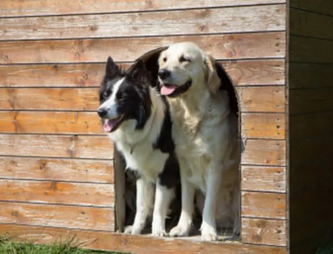 Two dogs in house - boarding Two dogs in house - boarding