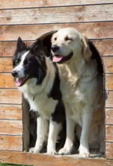 Two dogs in house - boarding 