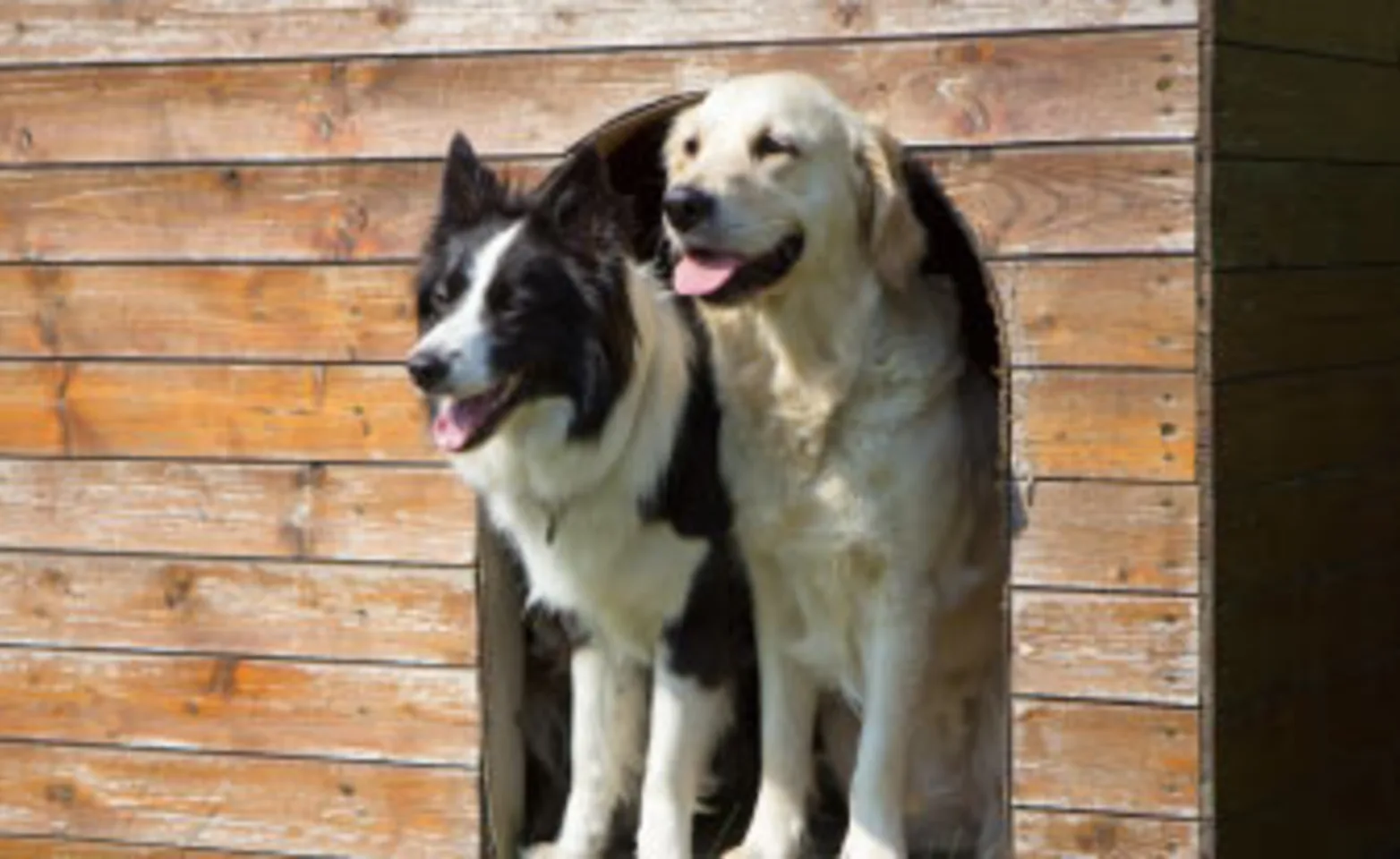 Two dogs in house - boarding 