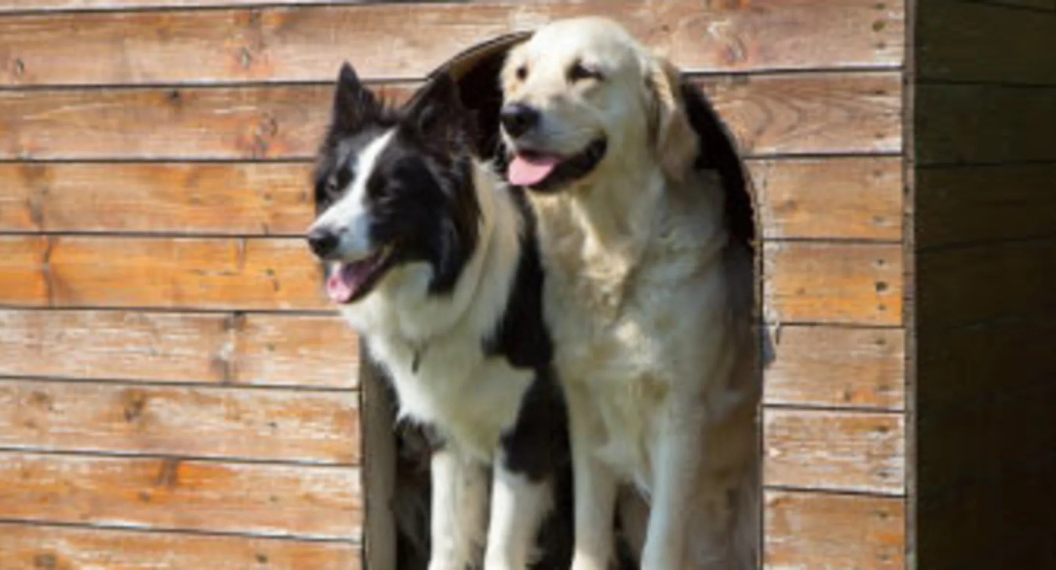 Two dogs in house - boarding 