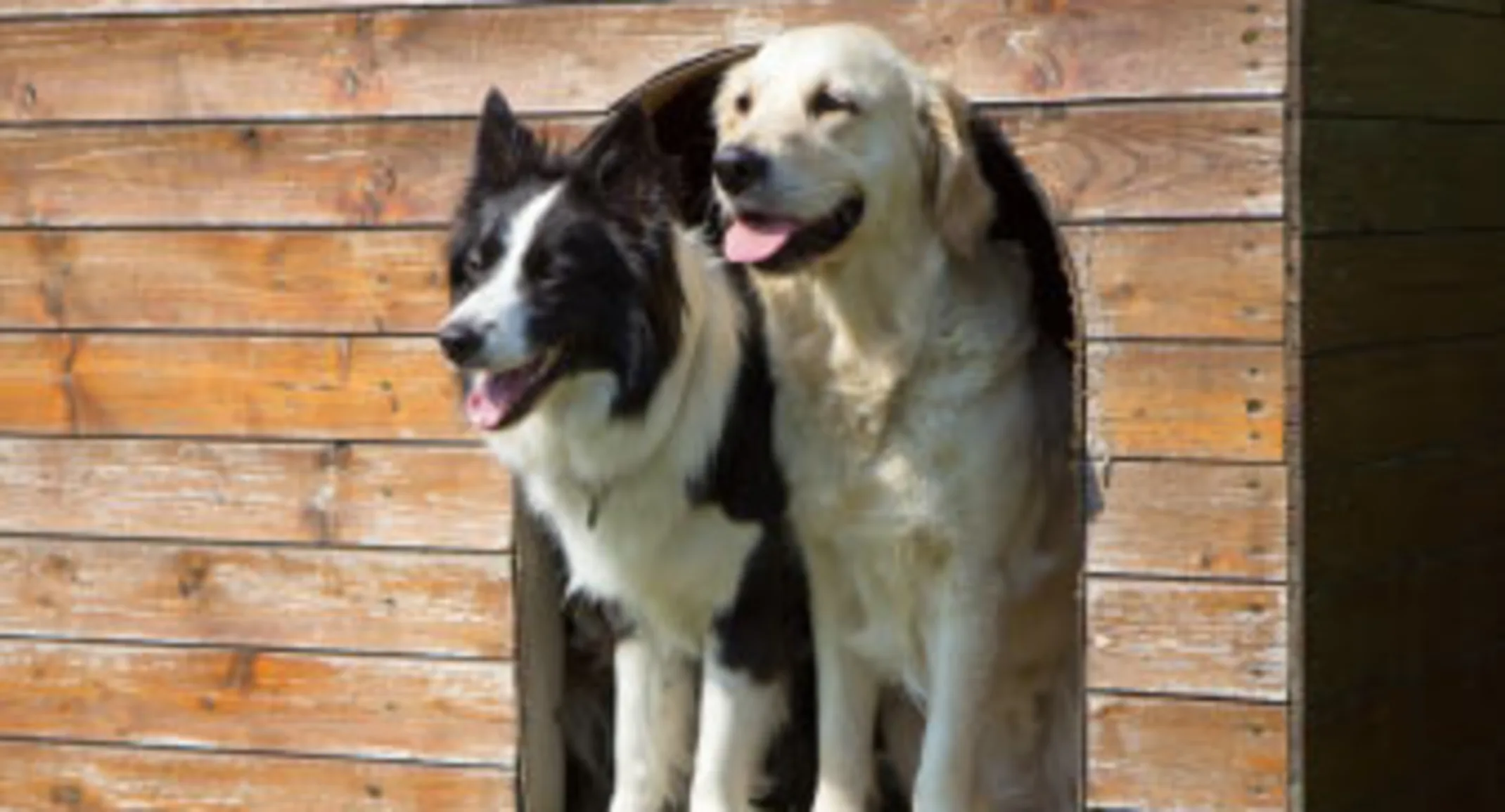 Two dogs in house - boarding Two dogs in house - boarding
