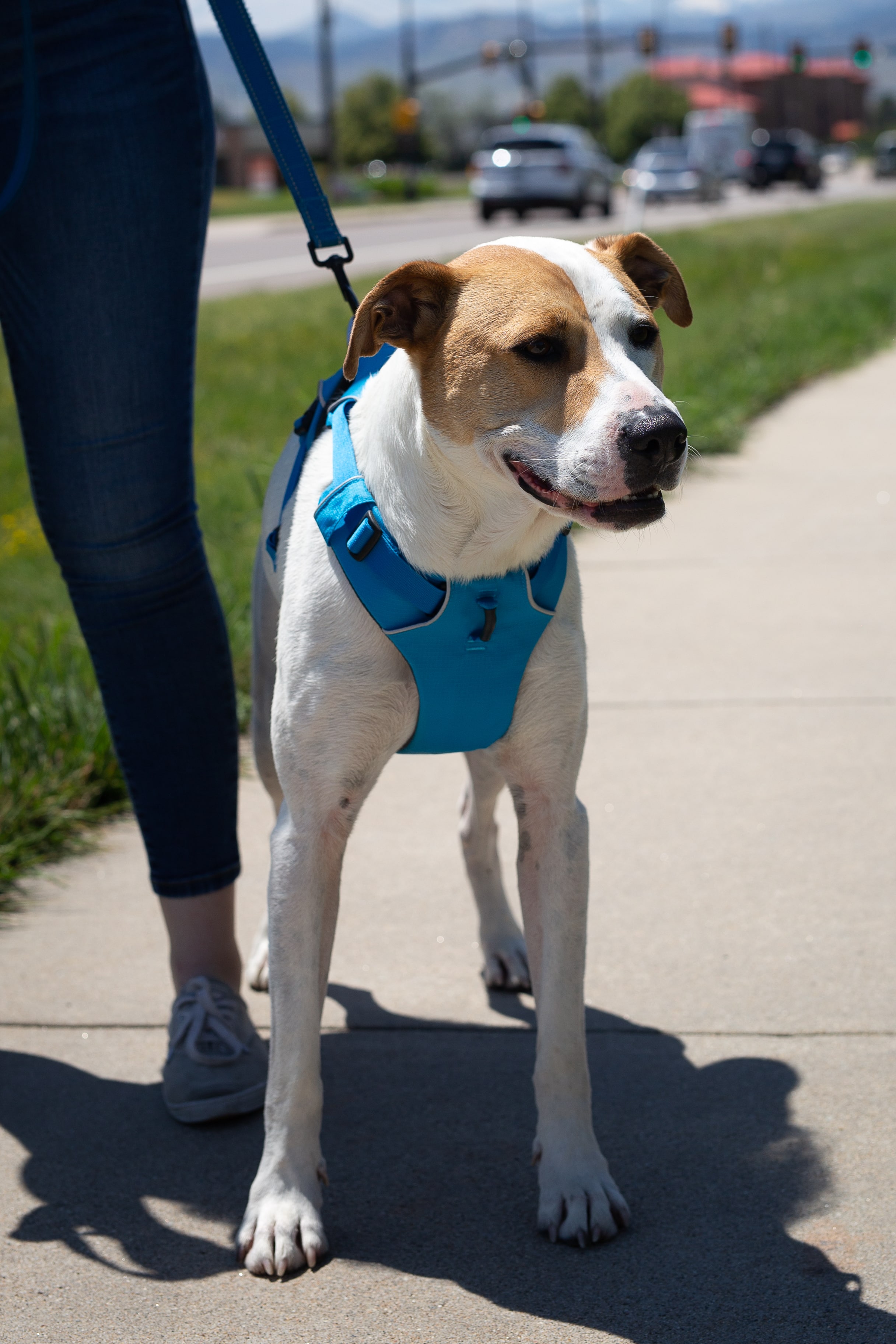Dog being walked at Bowhaus in Boulder, CO