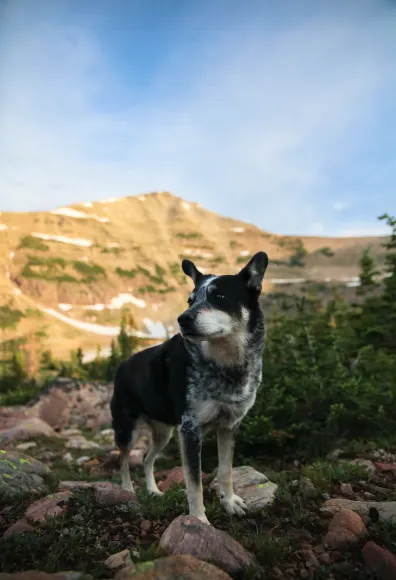 dog standing on rocks with mountains in background