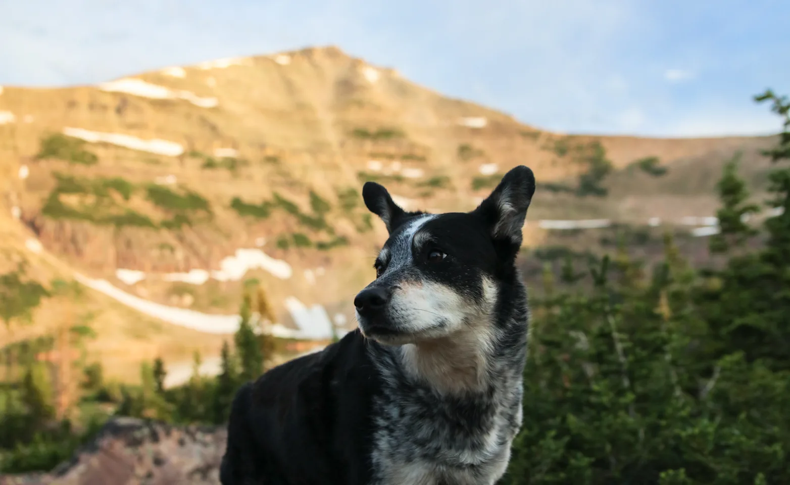 dog standing on rocks with mountains in background dog standing on rocks with mountains in background