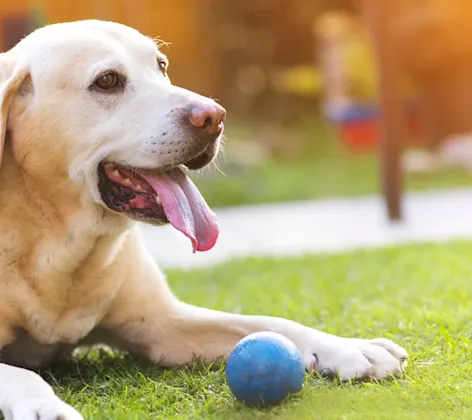 Dog Laying in the Grass with a Blue Ball Dog Laying in the Grass with a Blue Ball