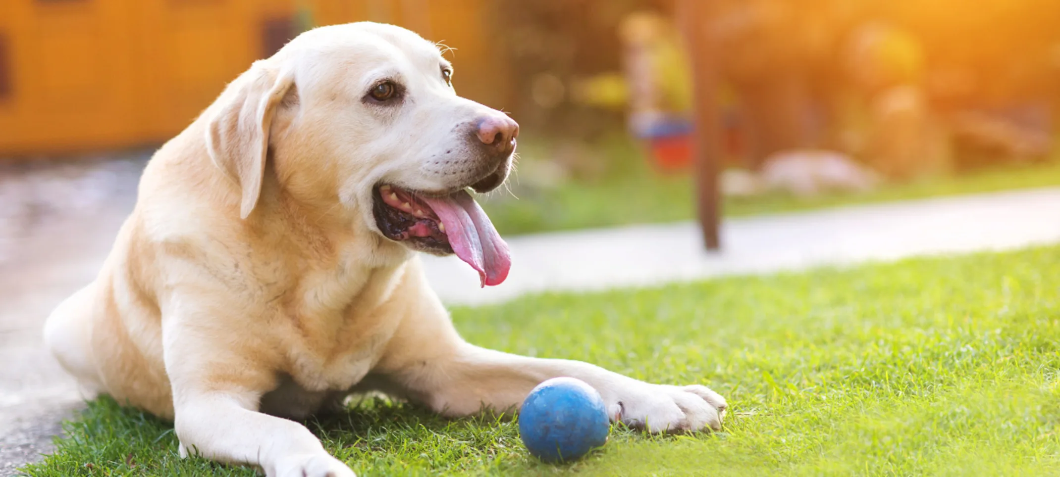 Dog Laying in the Grass with a Blue Ball Dog Laying in the Grass with a Blue Ball