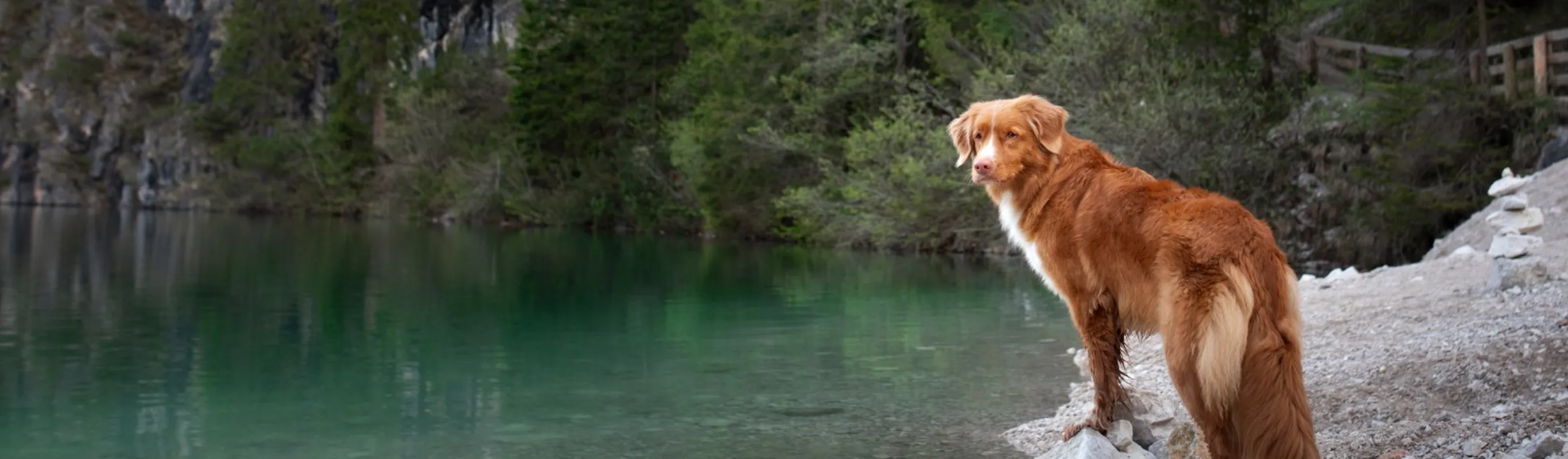 Nova Scotia Duck Tolling Retriever by the lake in the nature.