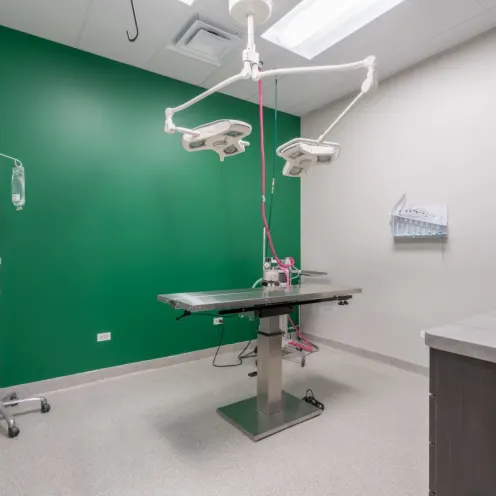 Old Town Animal Care Center Surgery Room with green wall