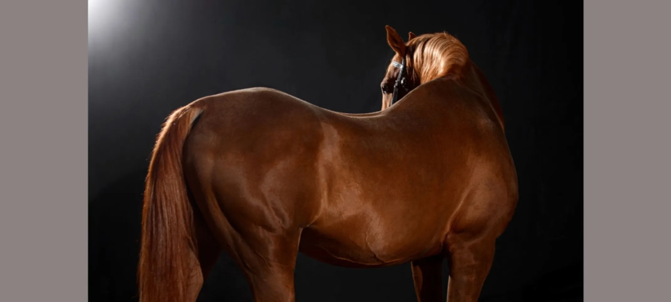 Horse against black background in studio Horse against black background in studio