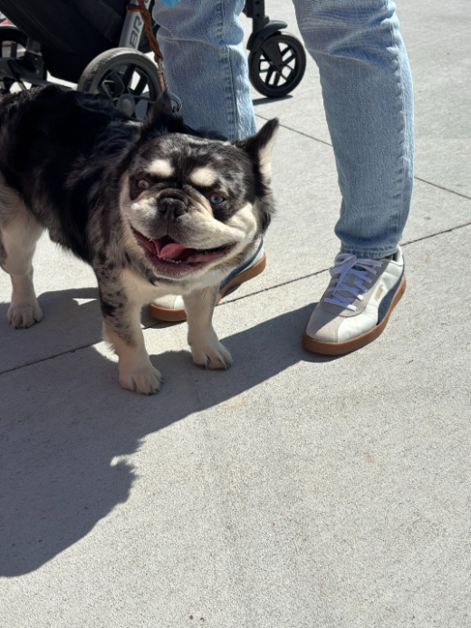 Pup Palooza with North Alabama Veterinary Emergency & Specialty