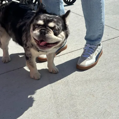 Pup Palooza with North Alabama Veterinary Emergency & Specialty Pup Palooza with North Alabama Veterinary Emergency & Specialty