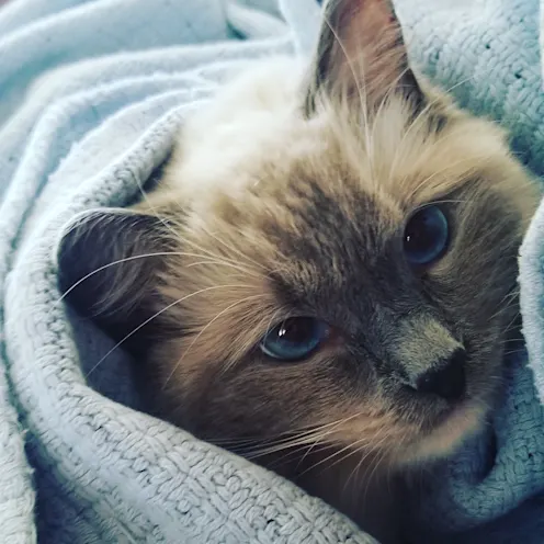 Annie Knox Annie Knox