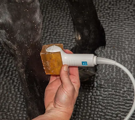 Horse receiving a diagnostic ultrasound exam on it's lower leg. Horse receiving a diagnostic ultrasound exam on it's lower leg.