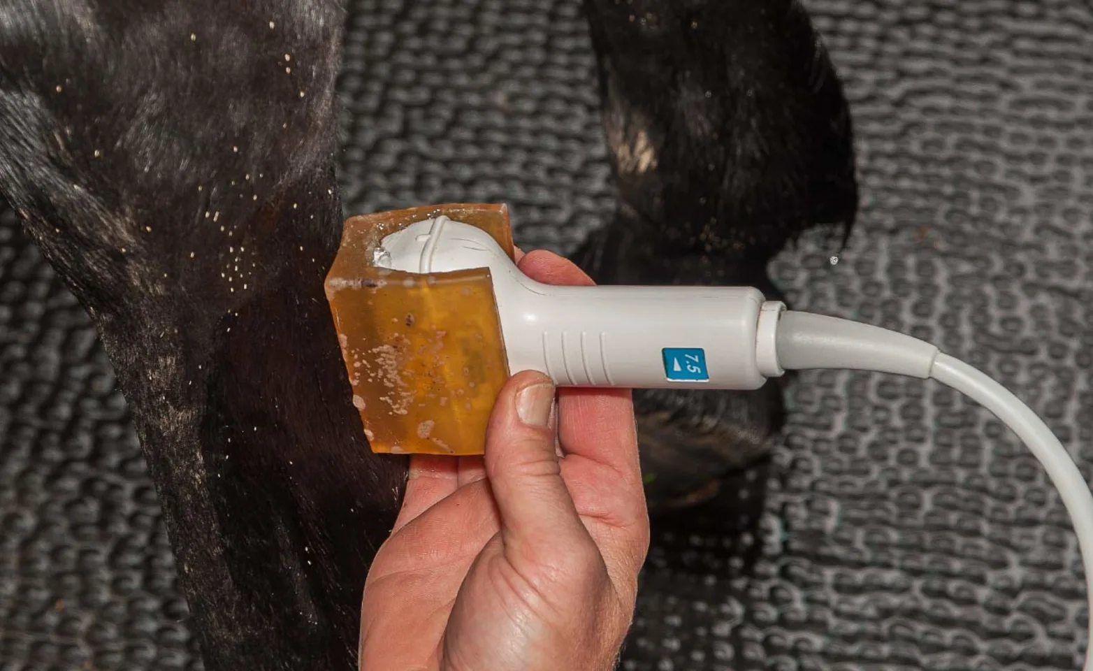 Horse receiving a diagnostic ultrasound exam on it's lower leg. Horse receiving a diagnostic ultrasound exam on it's lower leg.