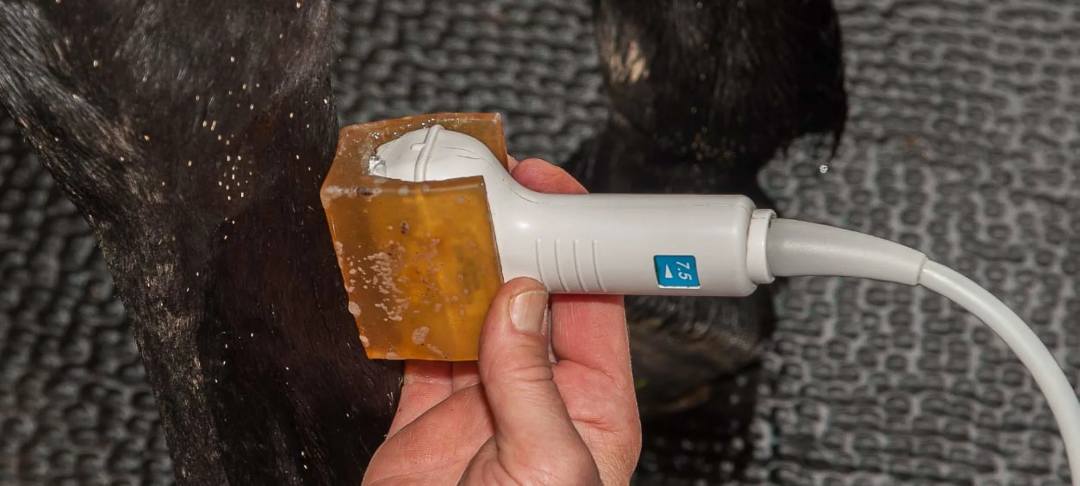 Horse receiving a diagnostic ultrasound exam on it's lower leg. Horse receiving a diagnostic ultrasound exam on it's lower leg.