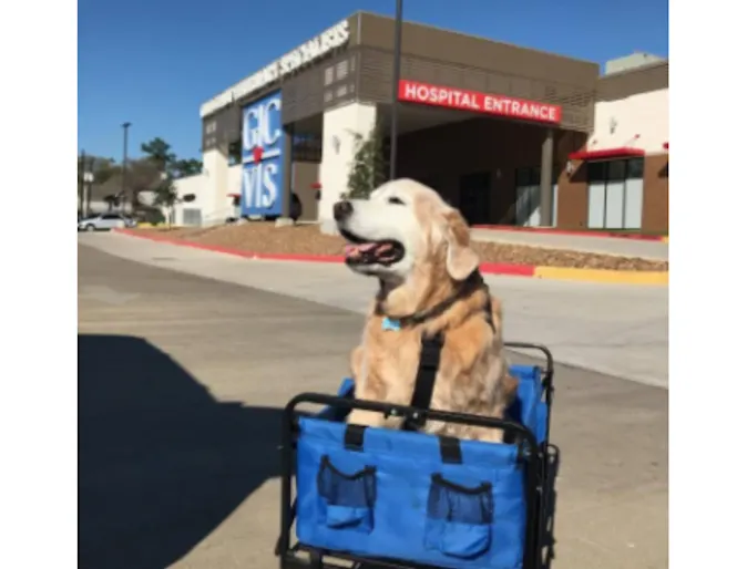Senior Golden Retriever sitting a in a rolling wagon Senior Golden Retriever sitting a in a rolling wagon