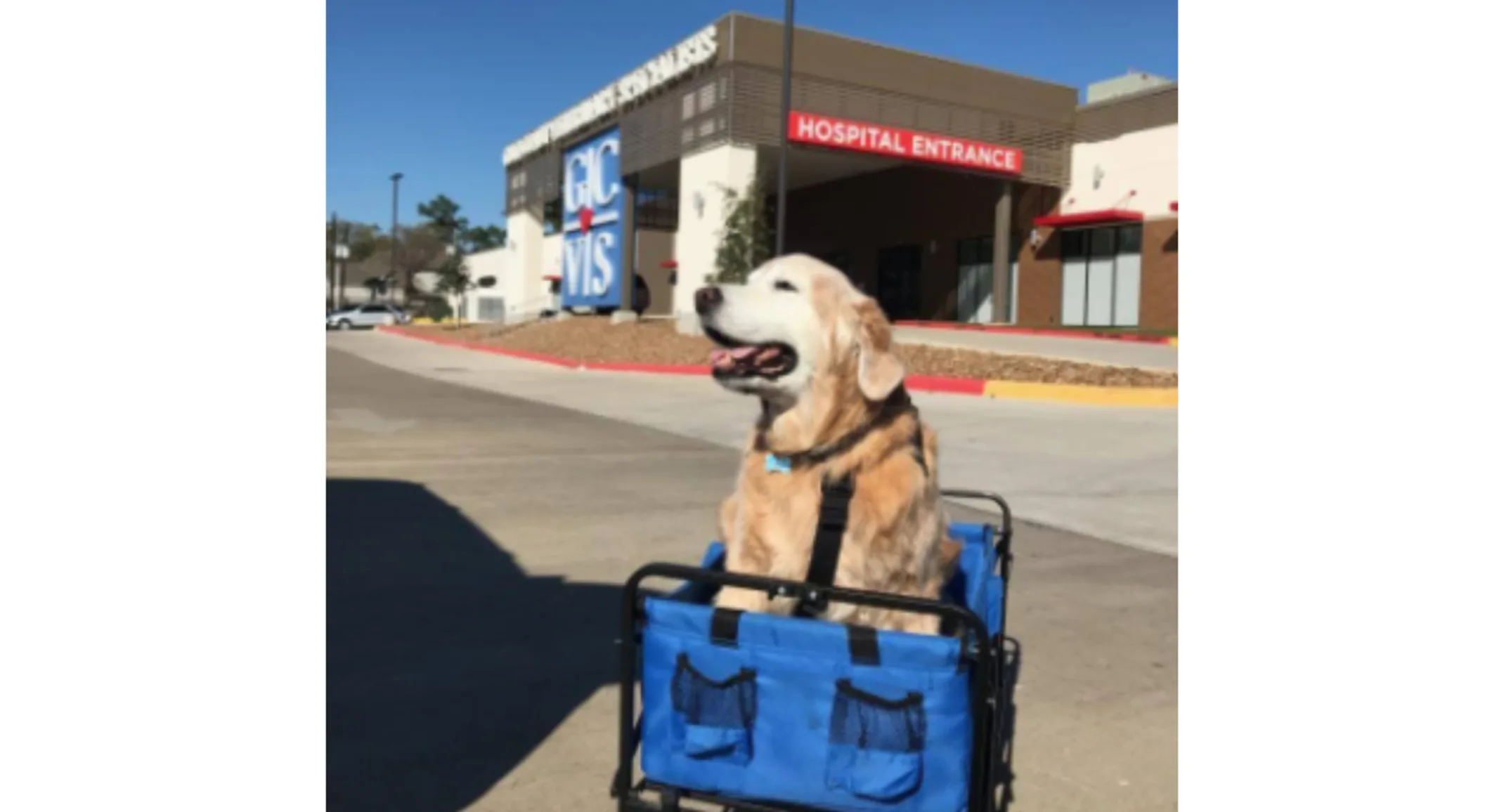 Senior Golden Retriever sitting a in a rolling wagon Senior Golden Retriever sitting a in a rolling wagon