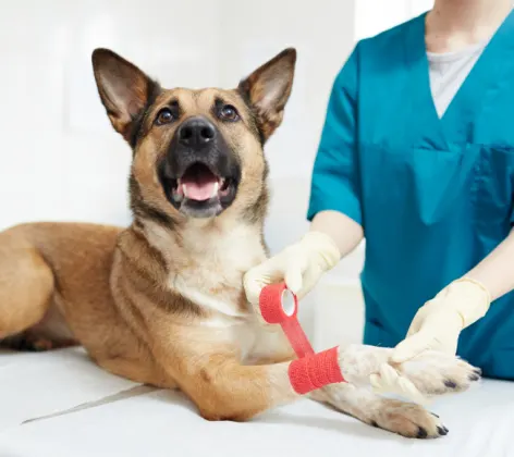 Staff wrapping red bandage on dog's paw