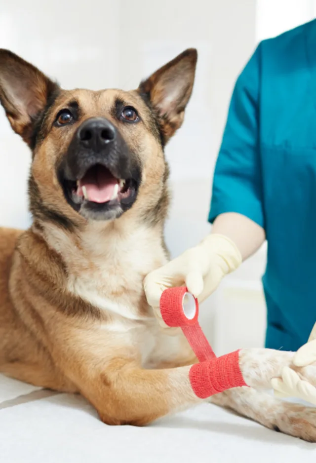 Staff wrapping red bandage on dog's paw Staff wrapping red bandage on dog's paw