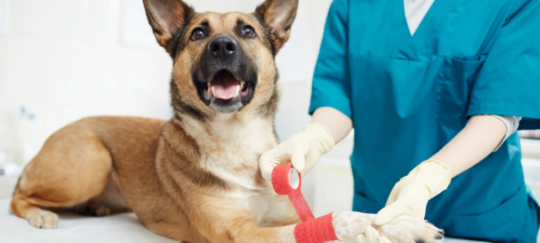 Staff wrapping red bandage on dog's paw