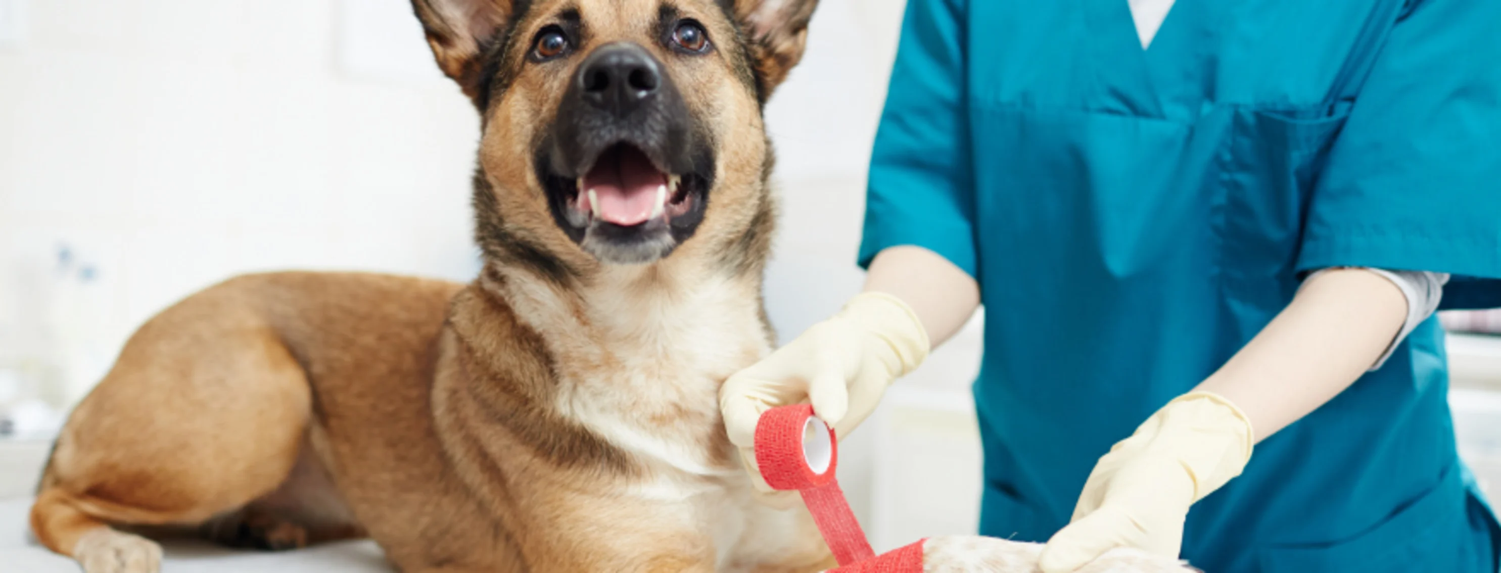 Staff wrapping red bandage on dog's paw