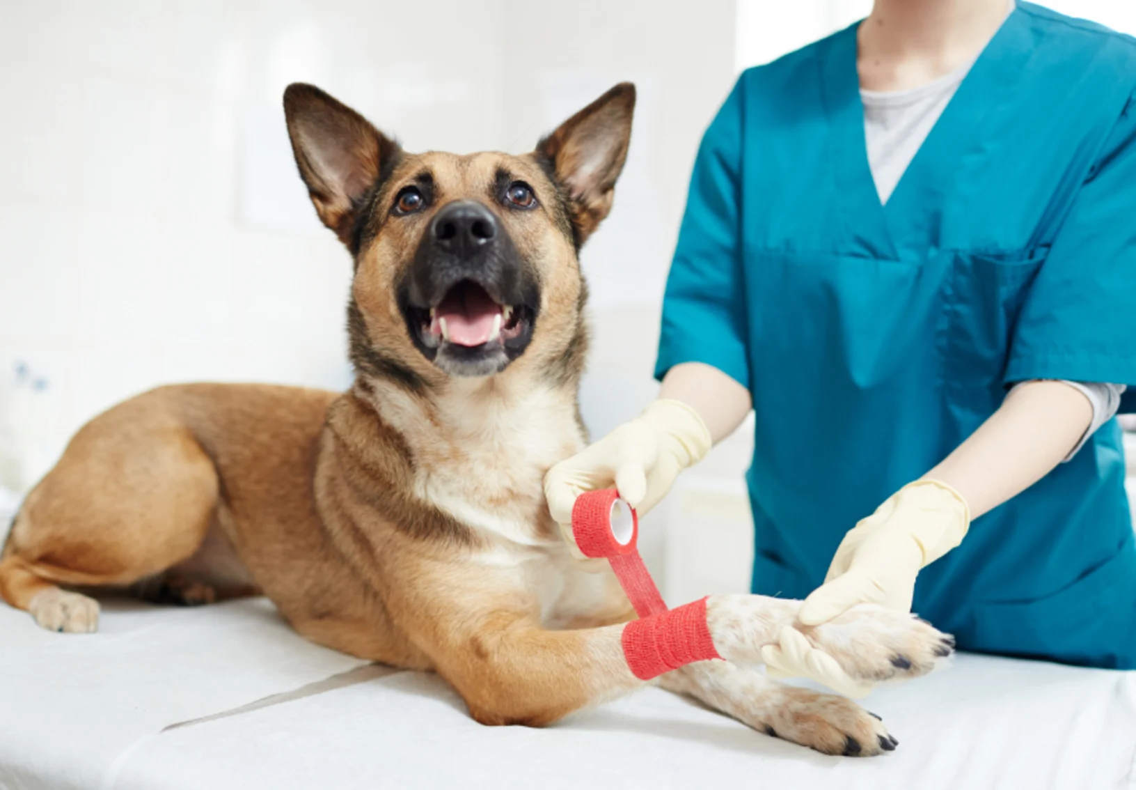 Staff wrapping red bandage on dog's paw Staff wrapping red bandage on dog's paw