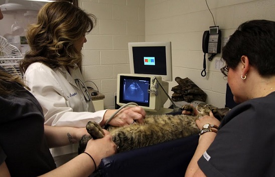 Warren Woods Veterinary Hospital Ultrasound