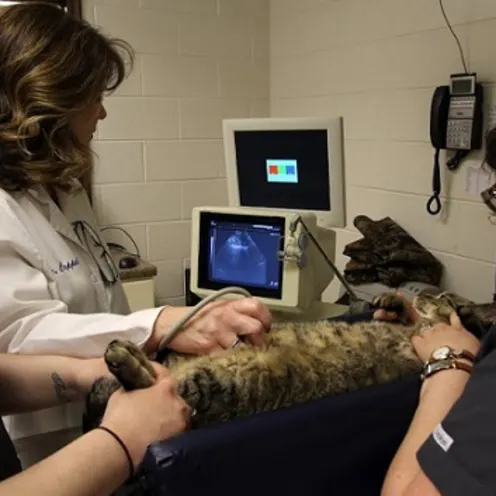 Warren Woods Veterinary Hospital Ultrasound