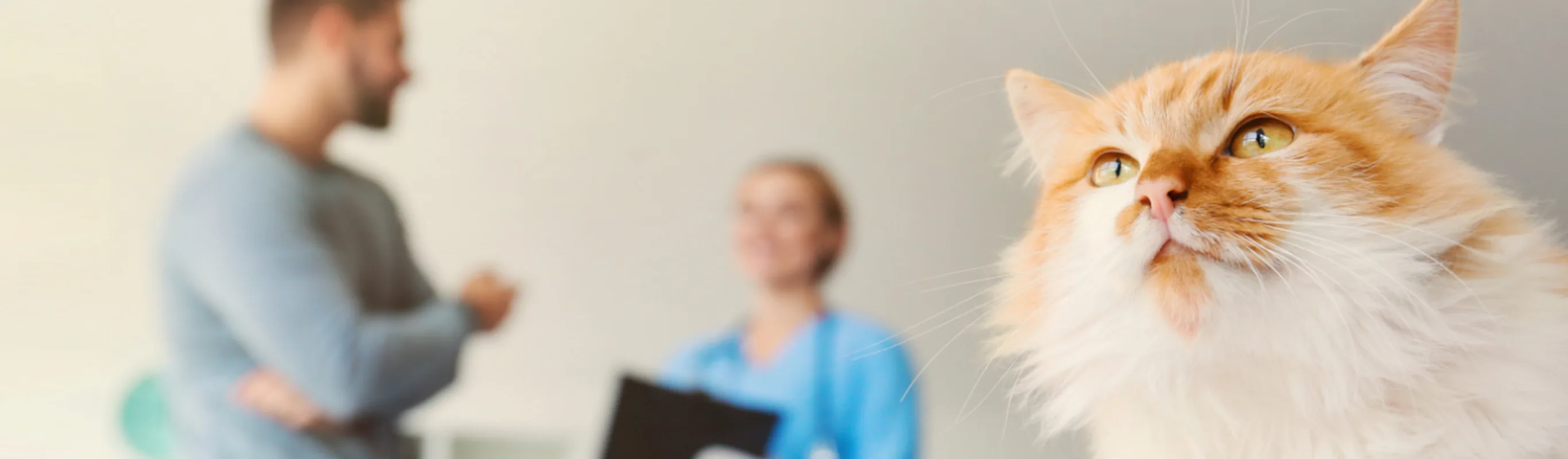 Veterinarian Talking to Client Behind an Orange/White Cat Veterinarian Talking to Client Behind an Orange/White Cat