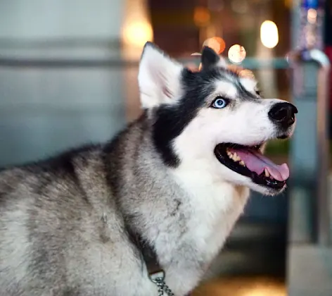 A husky dog smiling inside looking up and away from the camera