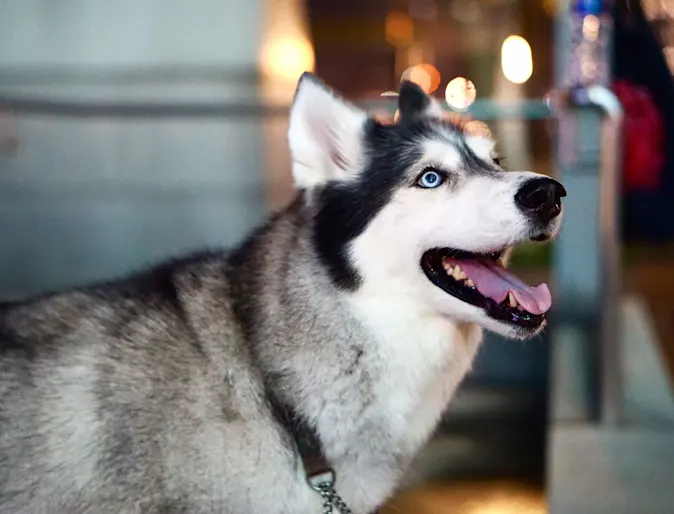 A husky dog smiling inside looking up and away from the camera A husky dog smiling inside looking up and away from the camera